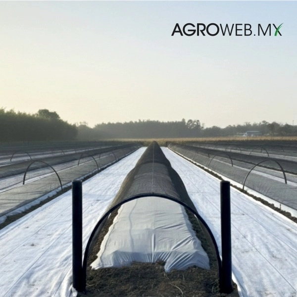 Invernaderos  Hidropónicos Inteligentes